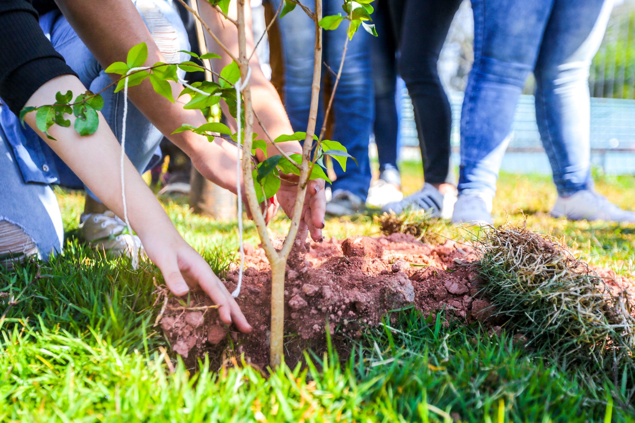  Itapevi planta 67 mudas nativas no Parque da Cidade