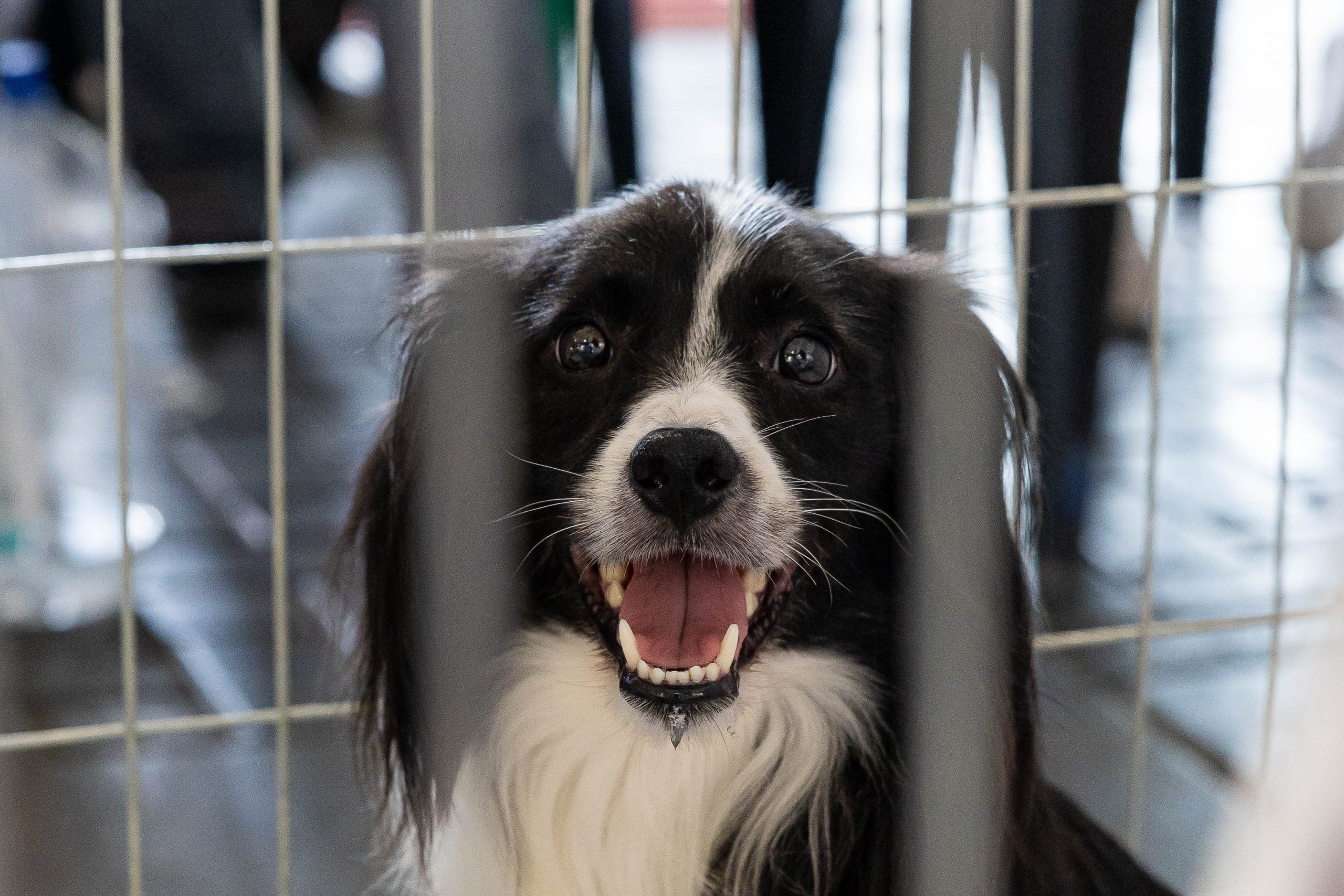 Prefeitura de Itapevi promove Feira de Adoção de Pets e doação de mudas neste sábado (8)