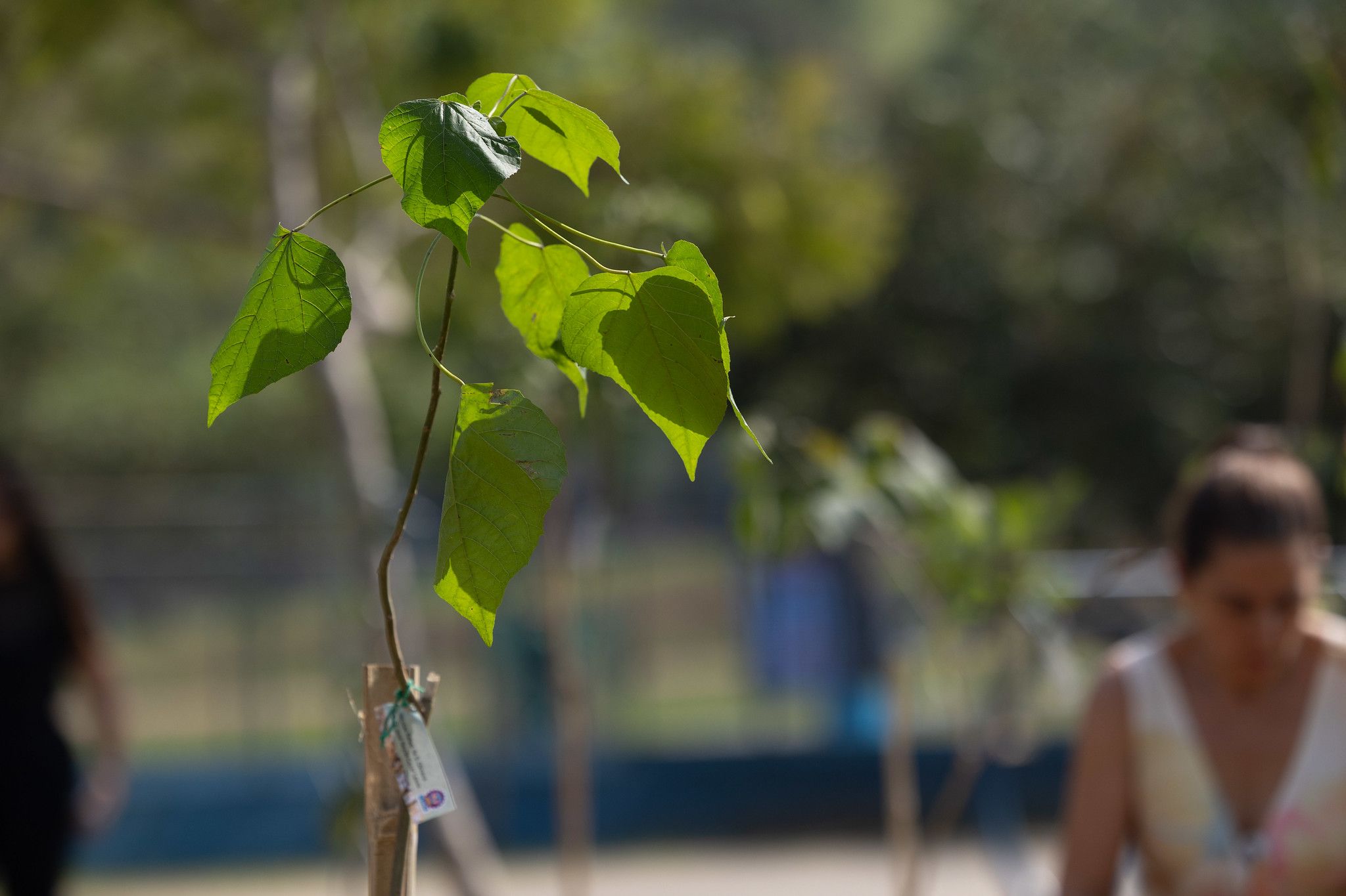 Itapevi promove Semana do Meio Ambiente com ações educativas, plantio de árvores e adoção de animais