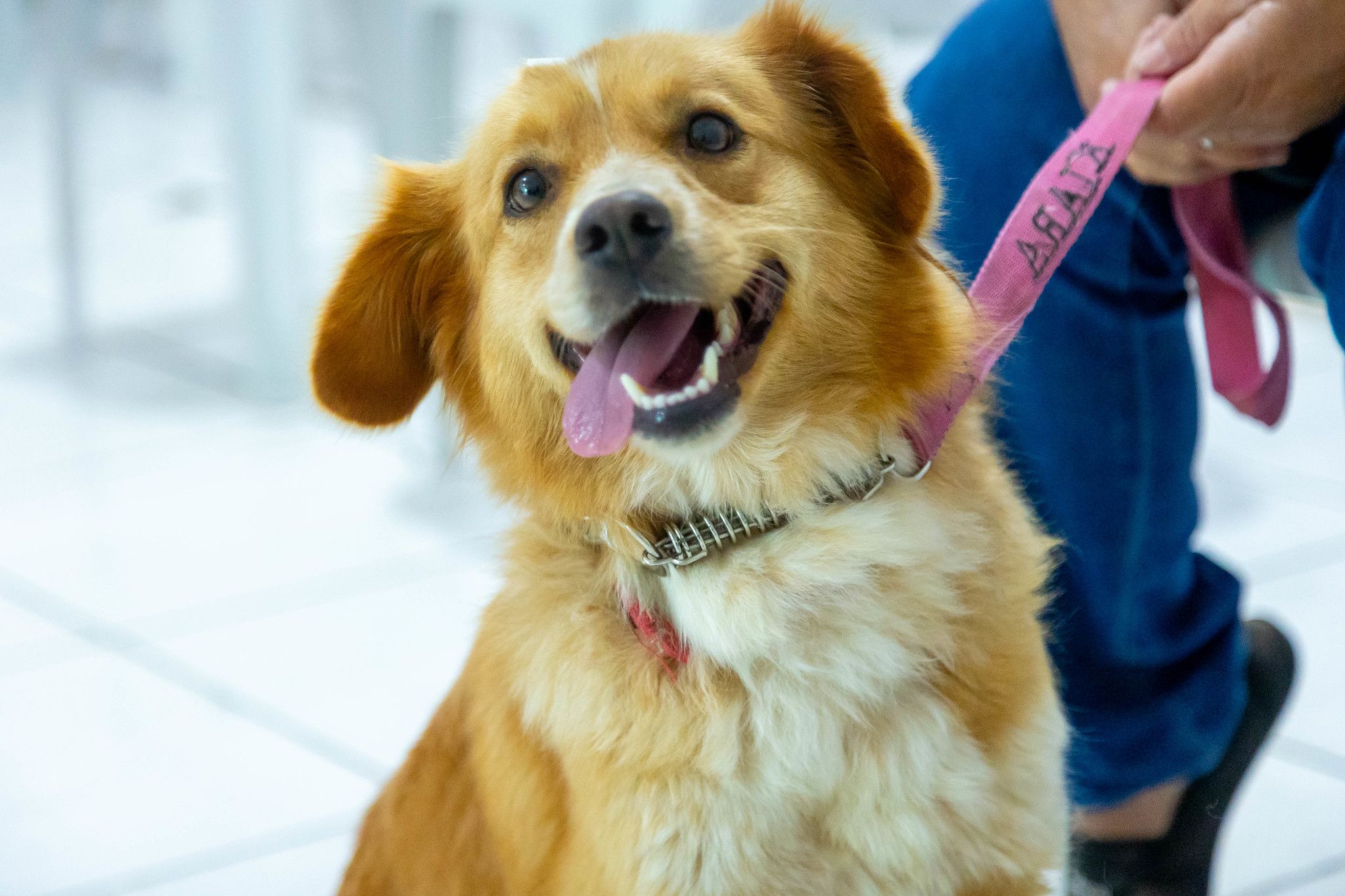 Prefeitura de Itapevi abre inscrições para a 1ª Campanha de Castração de 2026